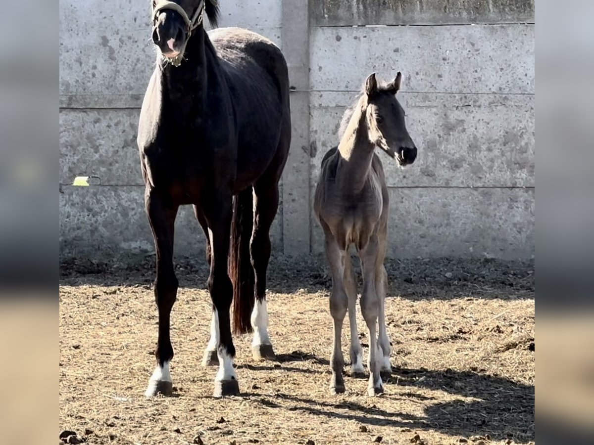 Oldenburg Mare  16,2 hh Black in Waddekath