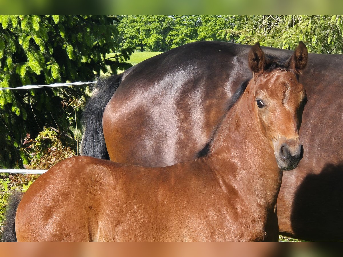 Oldenburg Mare  16,2 hh Brown in Westerstede