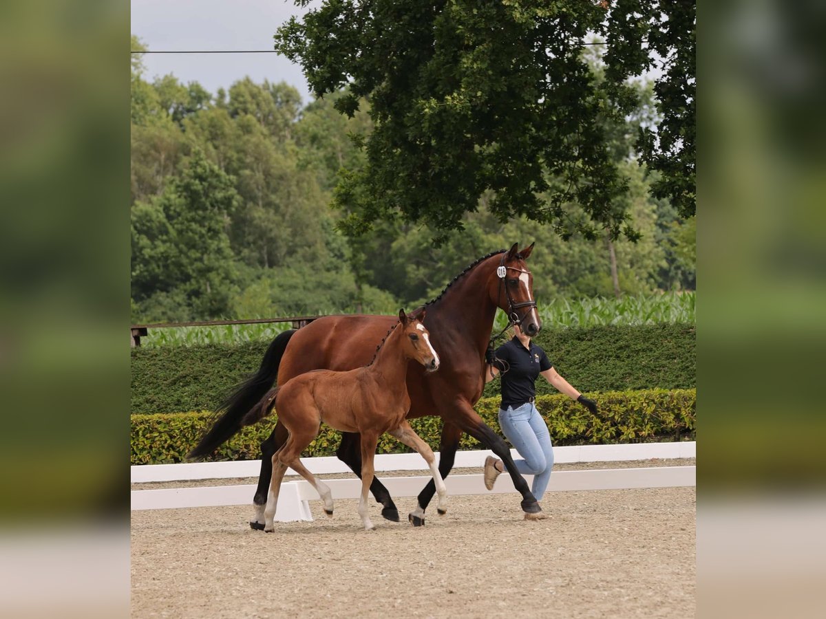 Oldenburg Mare  16,2 hh Brown in Westerstede