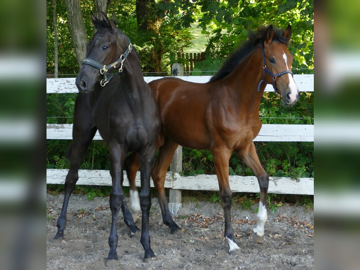 Oldenburg Mare Foal (02/2025) 16,2 hh Brown in Greifenstein
