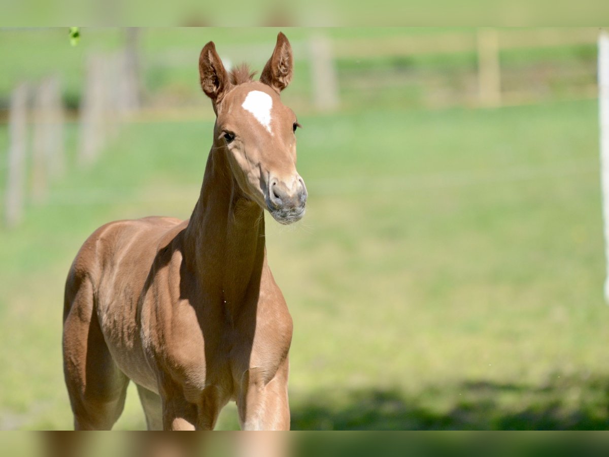 Oldenburg Mare  16,2 hh Chestnut-Red in Jever