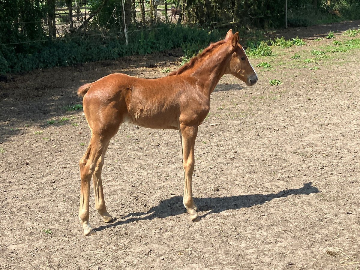 Oldenburg Mare  16,2 hh Chestnut-Red in Fehrbellin Protzen