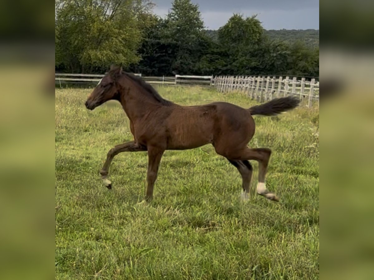 Oldenburg Mare Foal (05/2025) 16,2 hh in Lengerich