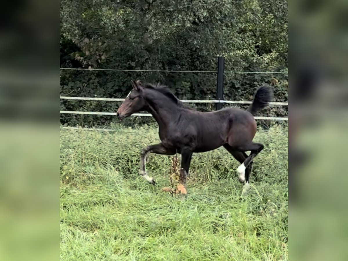 Oldenburg Mare Foal (05/2025) 16,2 hh in Lengerich