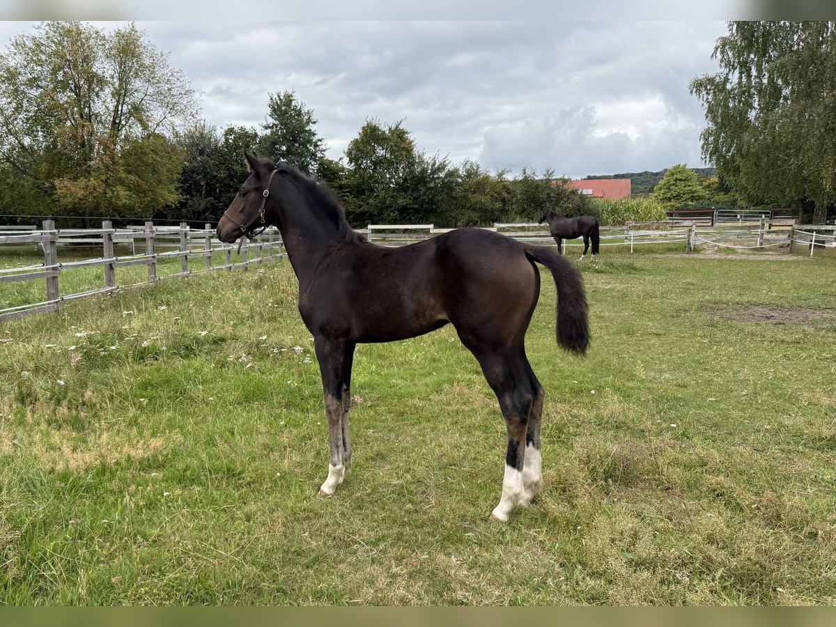 Oldenburg Mare Foal (05/2025) 16,2 hh in Lengerich
