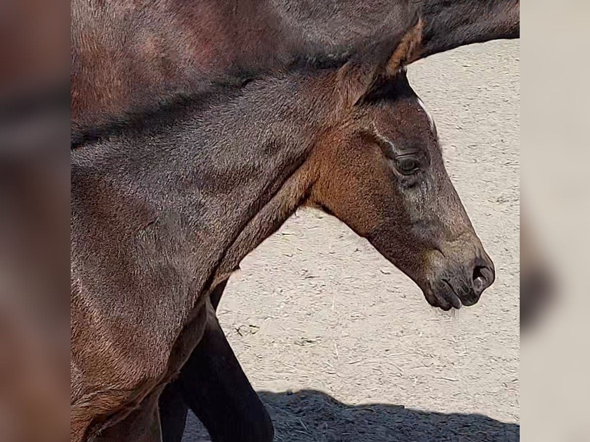 Oldenburg Mare Foal (04/2025) 16,2 hh Smoky-Black in Nordenham