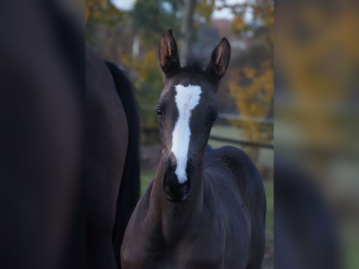 Oldenburg Mare Foal (08/2025) 16,3 hh Black in Bramsche