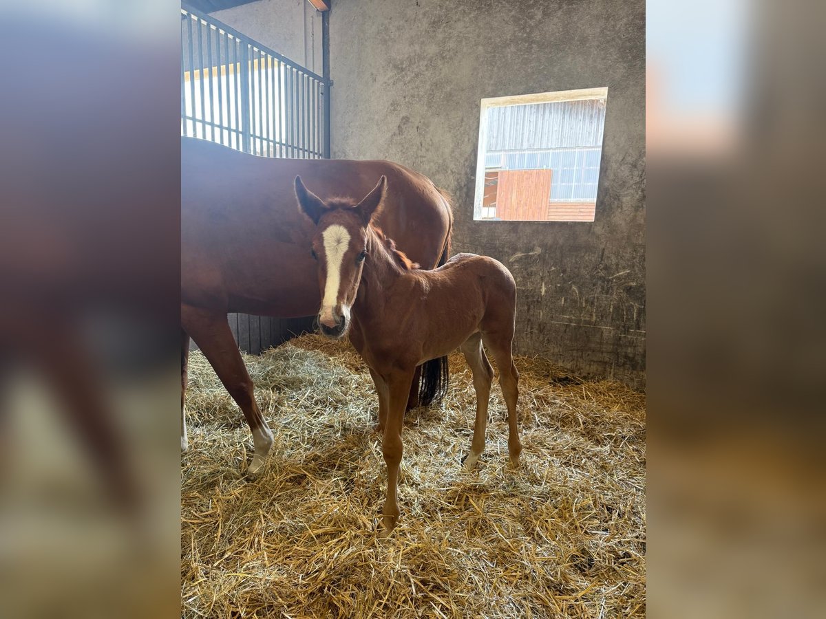 Oldenburg Mare  16,3 hh Brown in Berlin