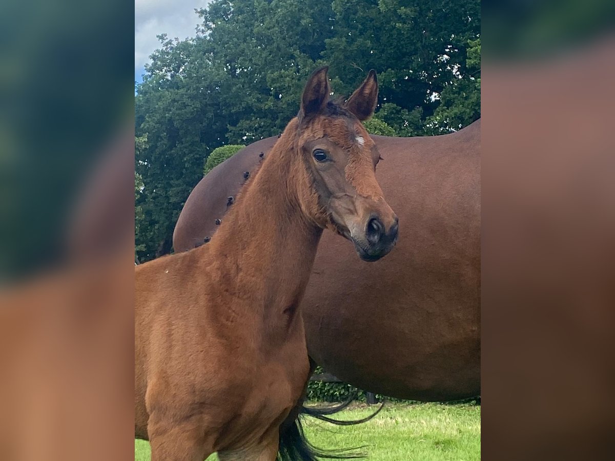 Oldenburg Mare  16,3 hh Brown in Ovelg&#xF6;nne