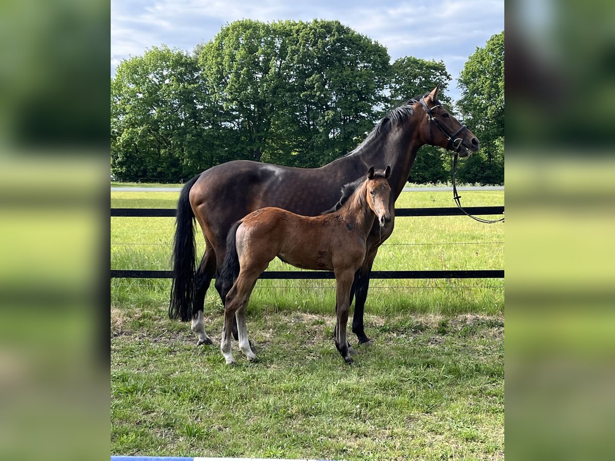Oldenburg Mare  16,3 hh Can be white in Werlte