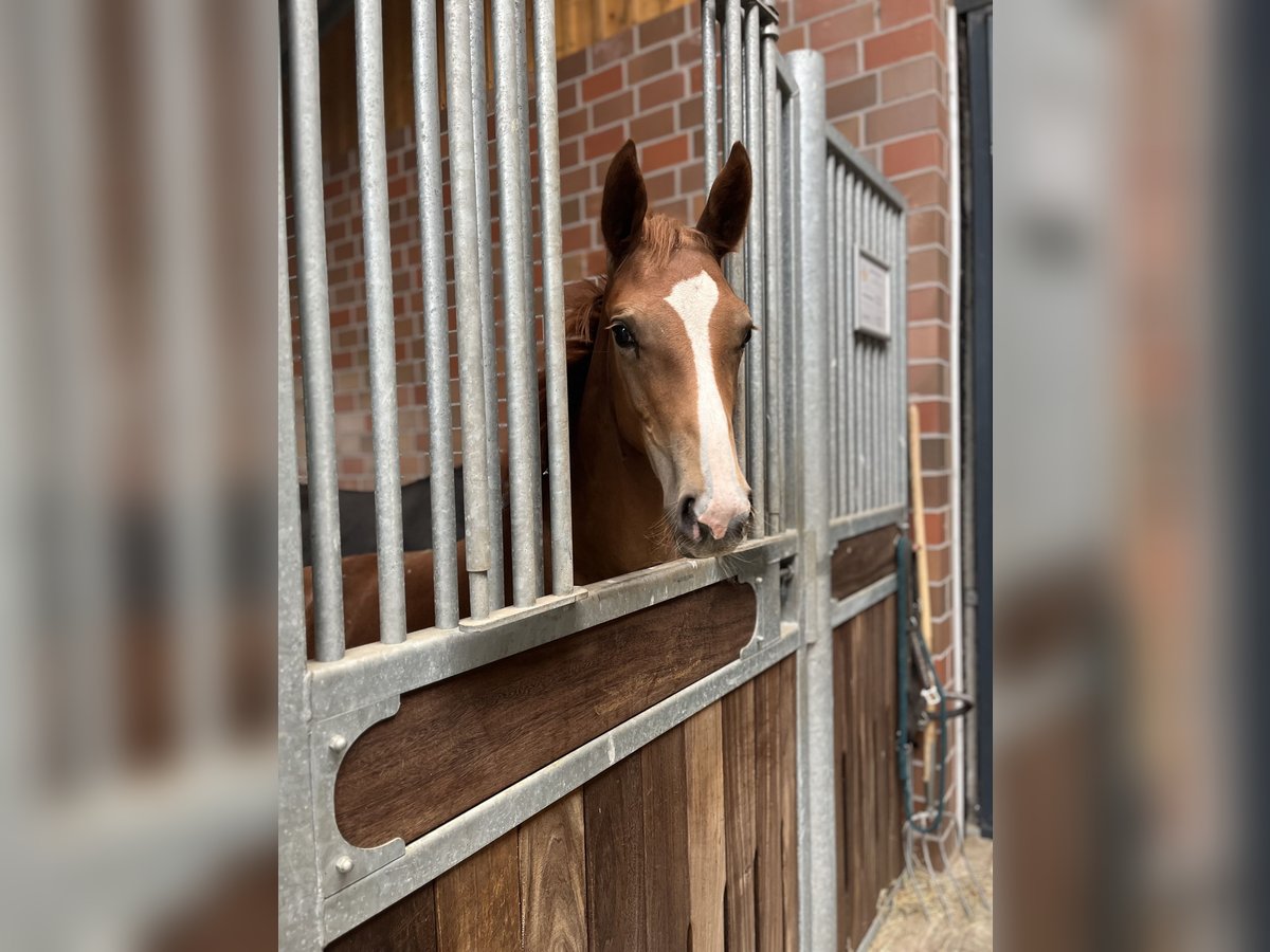 Oldenburg Mare Foal (04/2025) 16,3 hh Chestnut in Blunk