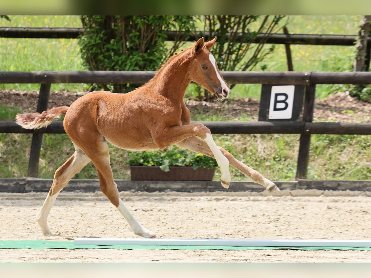 Oldenburg Mare Foal (04/2025) 16,3 hh Chestnut-Red in Hennef