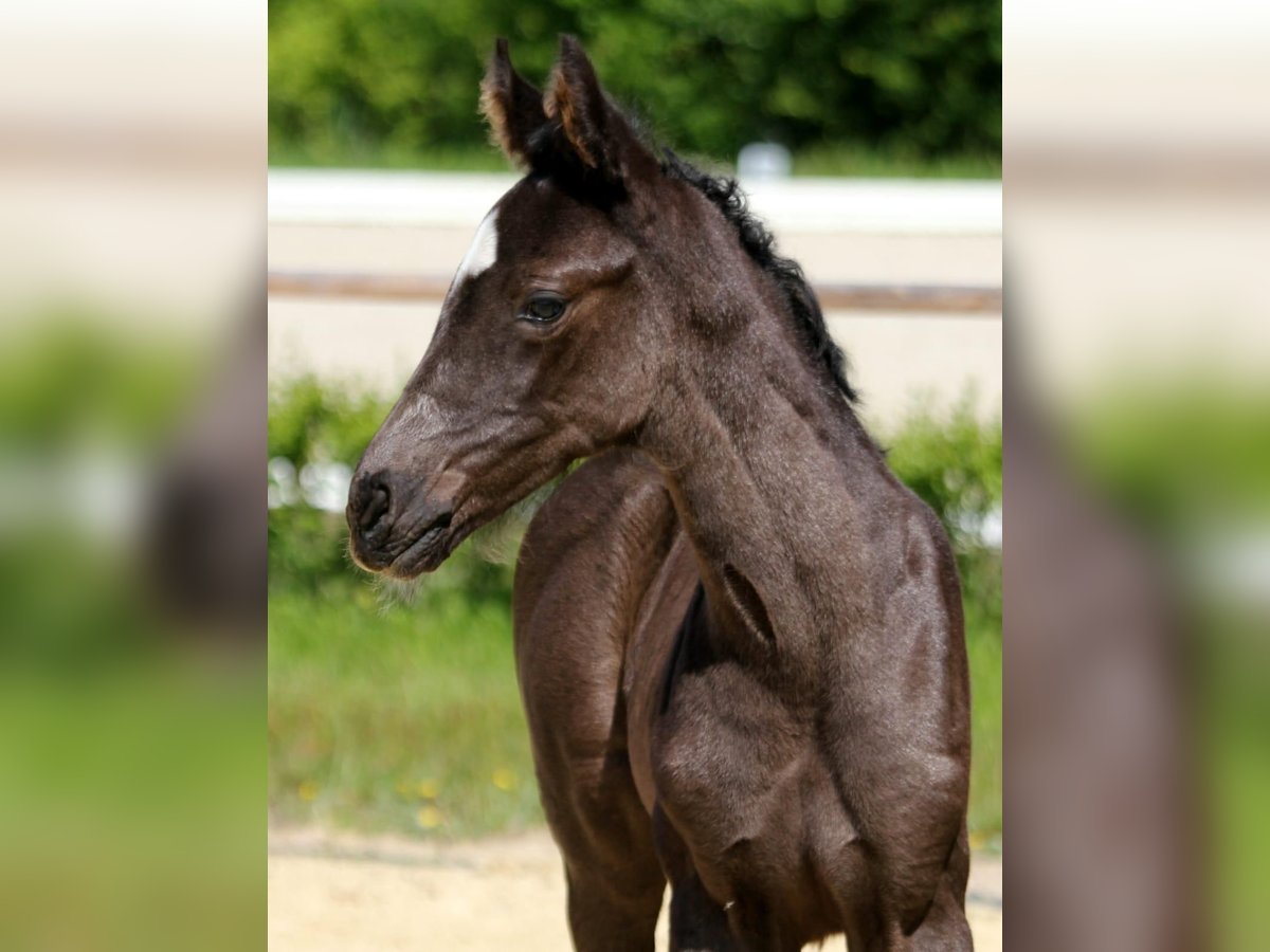 Oldenburg Mare Foal (06/2025) 17 hh Black in Wingst