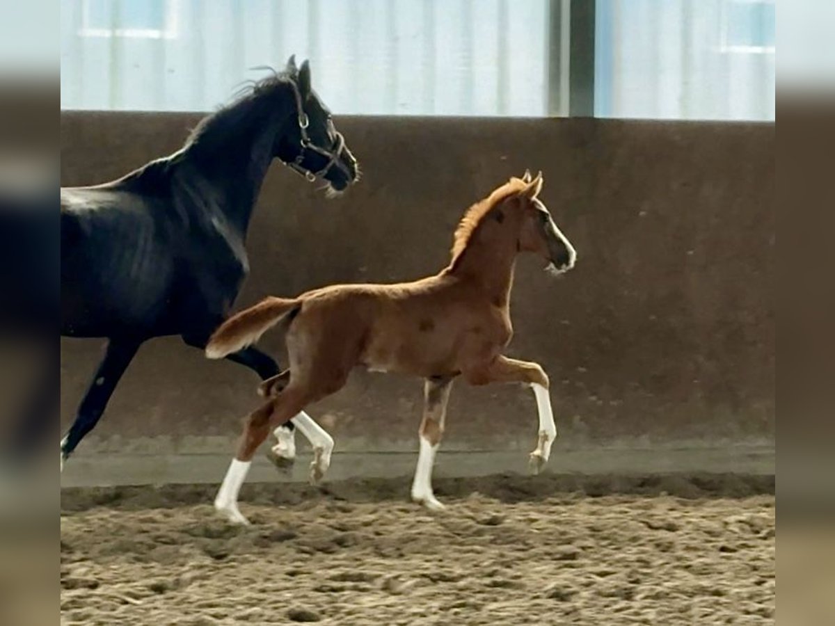 Oldenburg Mare 17 hh Chestnut in Vechta Oldenburg Mare 17 hh Chestnut in Vechta