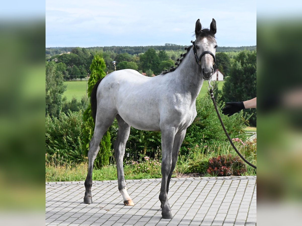 Oldenburg Mare Foal (01/2024) 17 hh Gray in Wysin