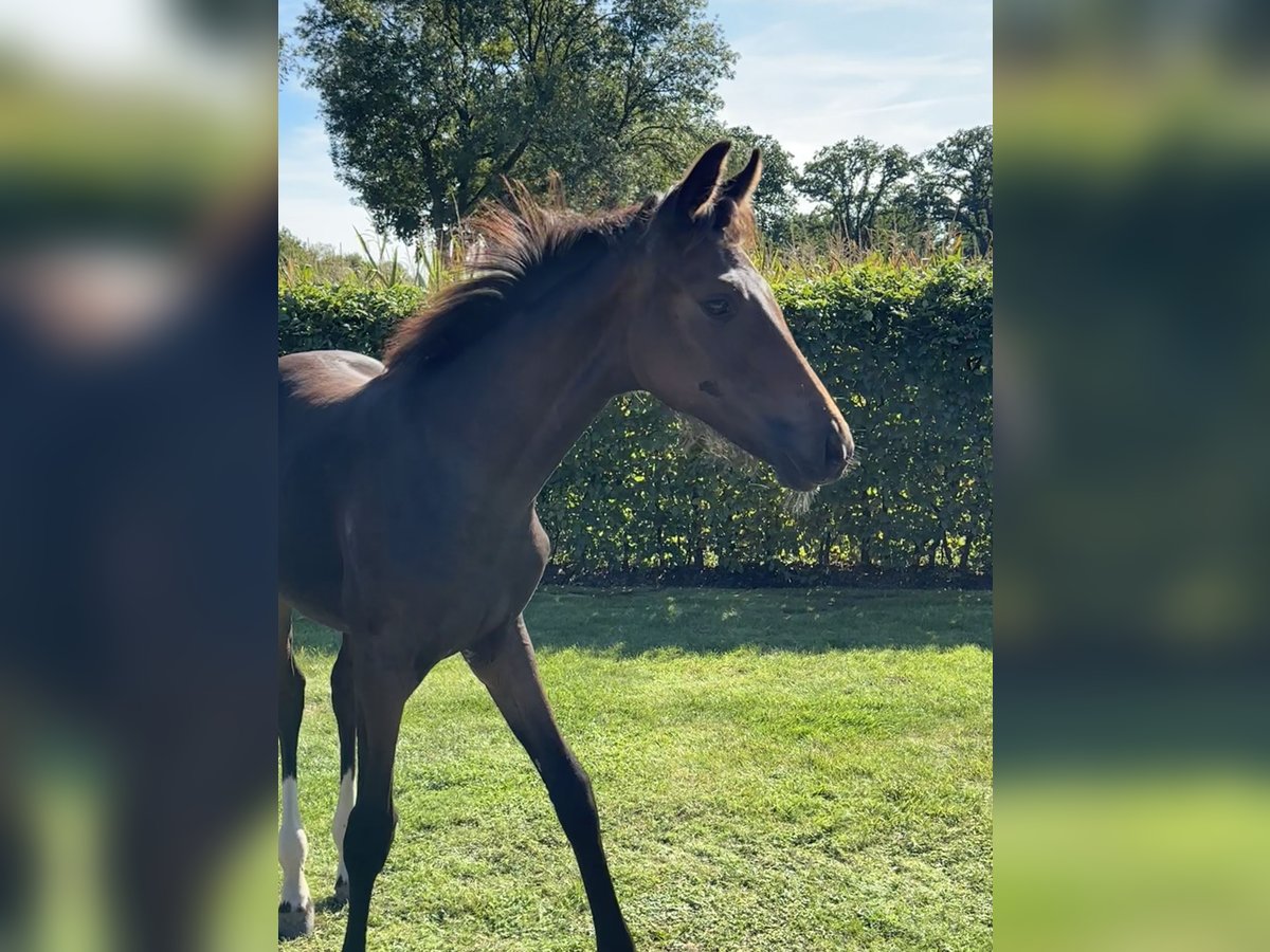 Oldenburg Mare Foal (05/2025) Bay-Dark in Apen