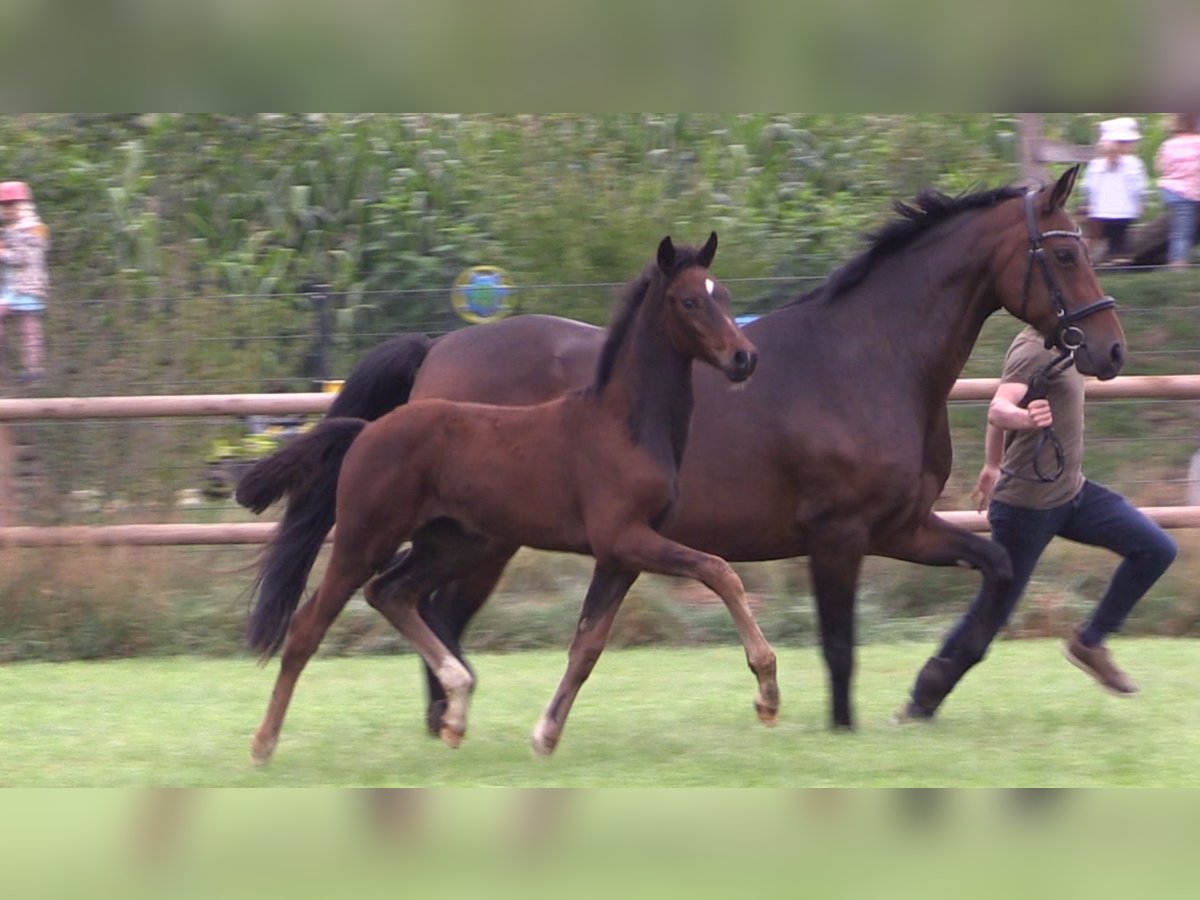 Oldenburg Mare Foal (06/2025) Bay-Dark in Cloppenburg
