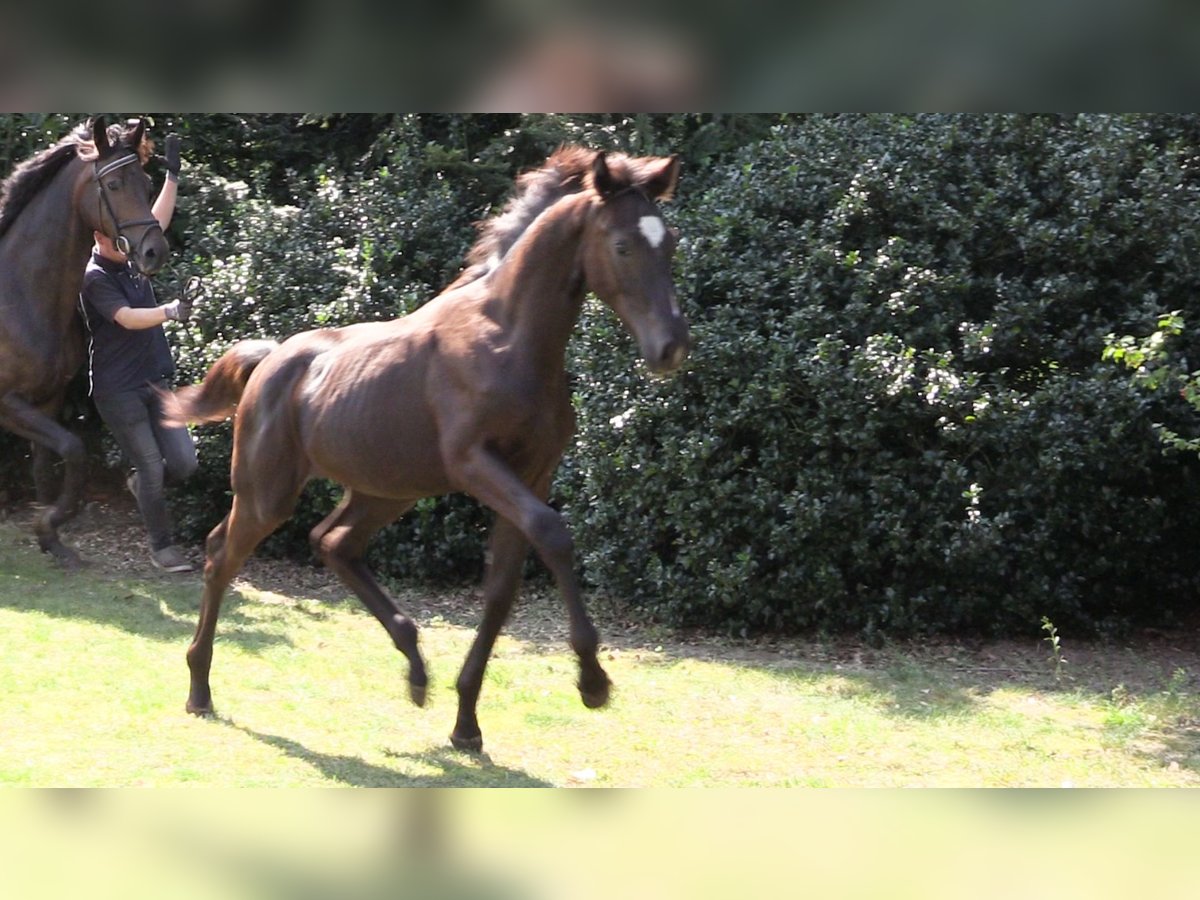 Oldenburg Mare Foal (03/2024) Bay-Dark in Vrees