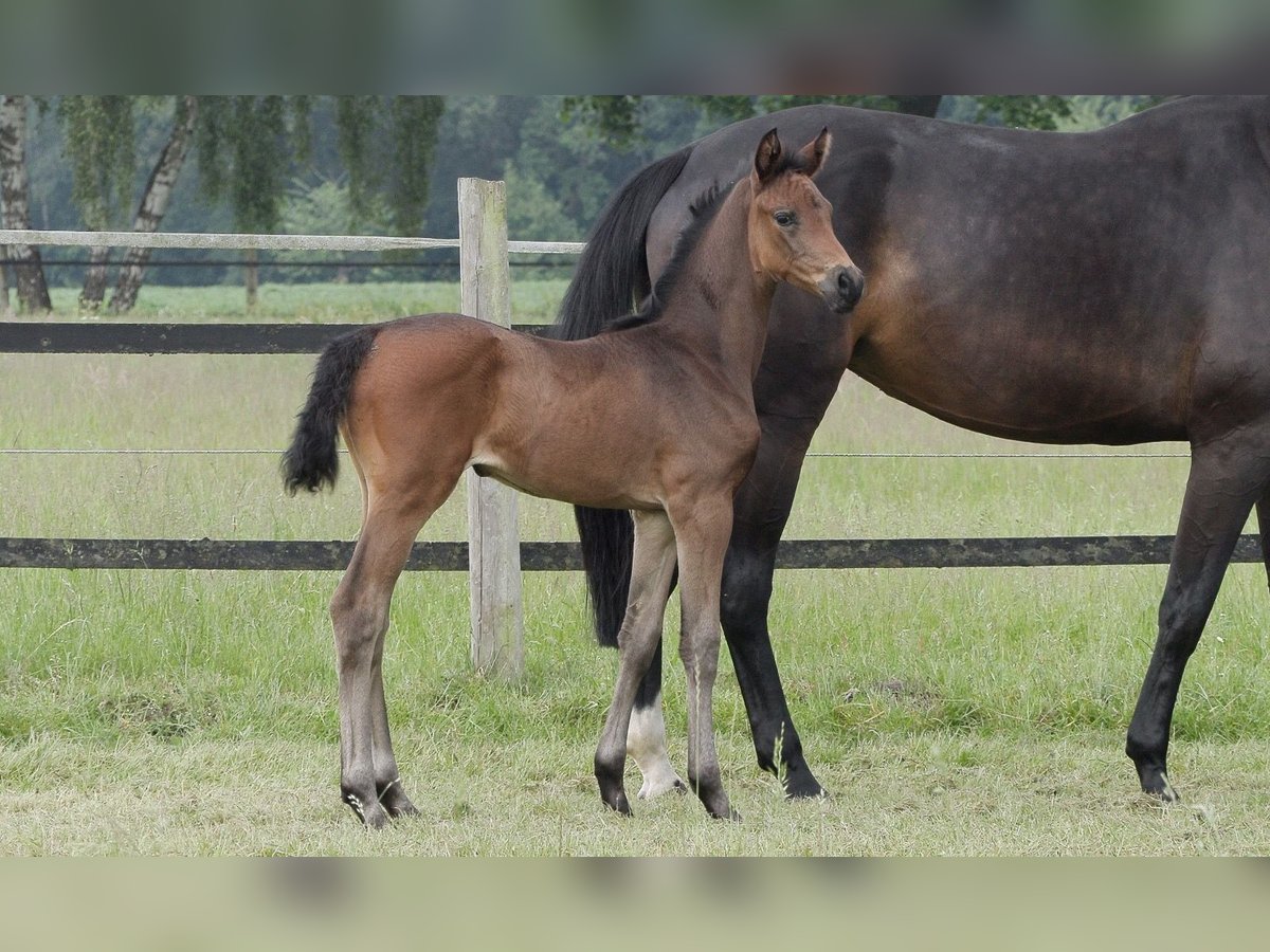 Oldenburg Mare Foal (04/2024) Bay-Dark in Werlte