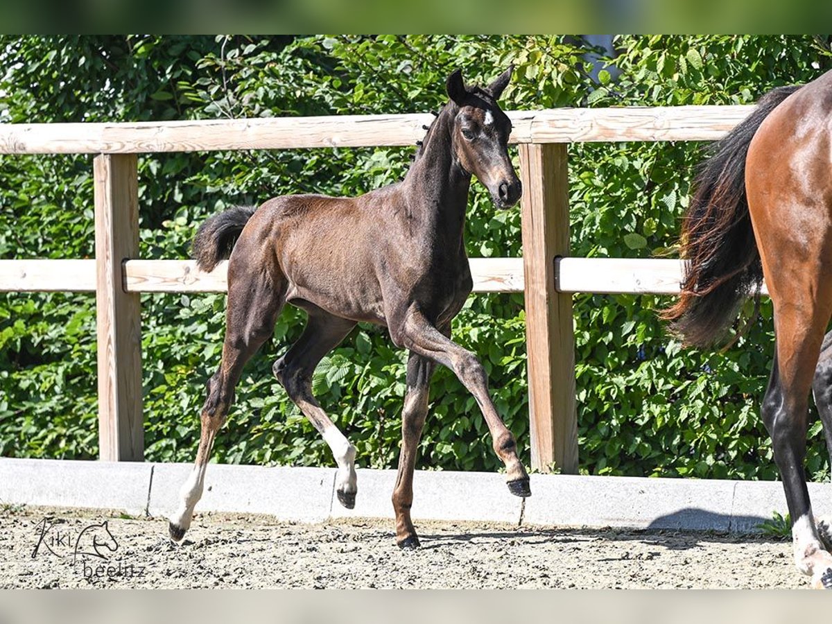 Oldenburg Mare Foal (06/2024) Bay-Dark in Bunde