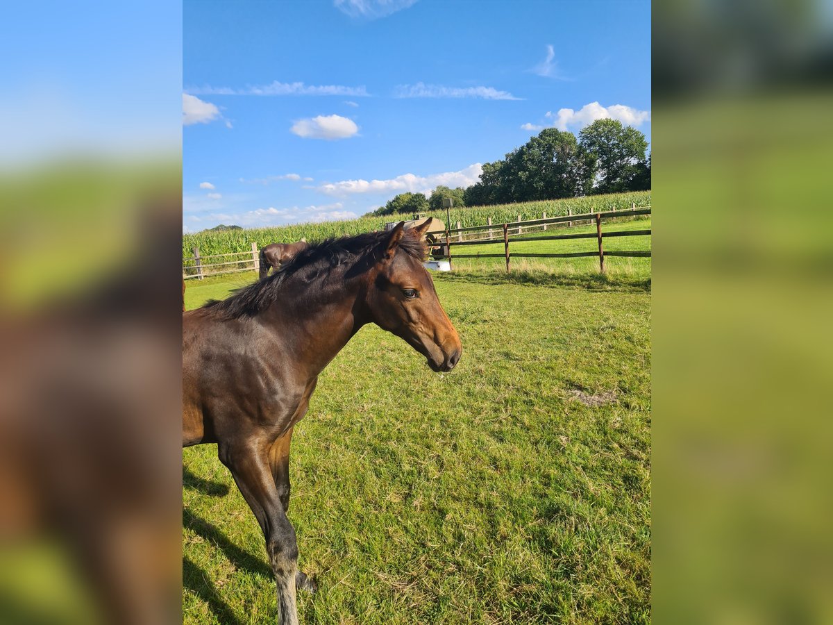 Oldenburg Mare Foal (04/2025) Bay-Dark in Cappeln (Oldenburg)