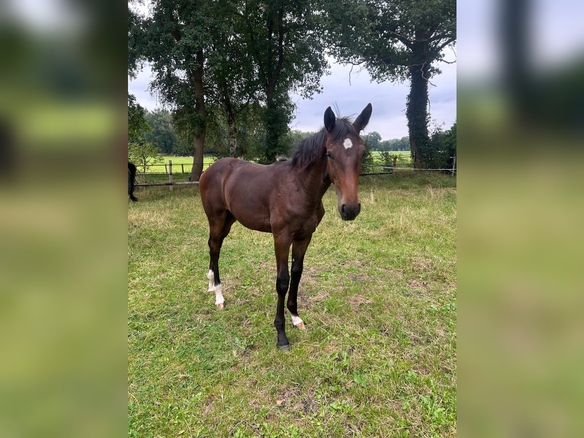 Oldenburg Mare Foal (02/2024) Bay-Dark in Dötlingen