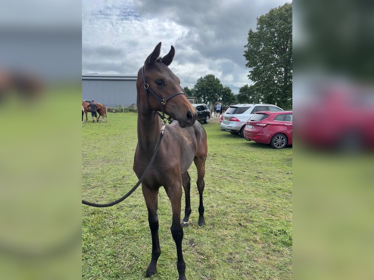 Oldenburg Mare Foal (03/2025) Bay-Dark in Ihlow Riepe