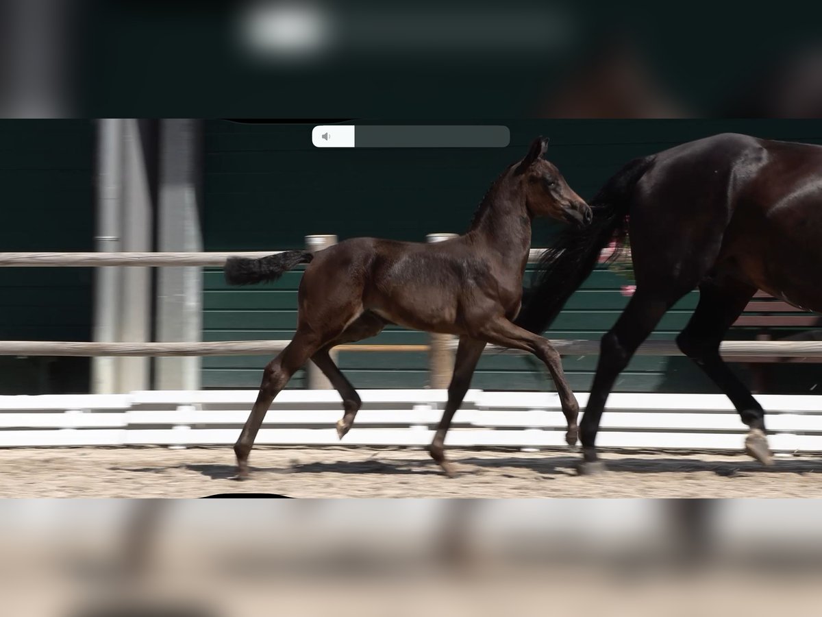 Oldenburg Mare Foal (04/2025) Bay-Dark in L&#xF6;ningen