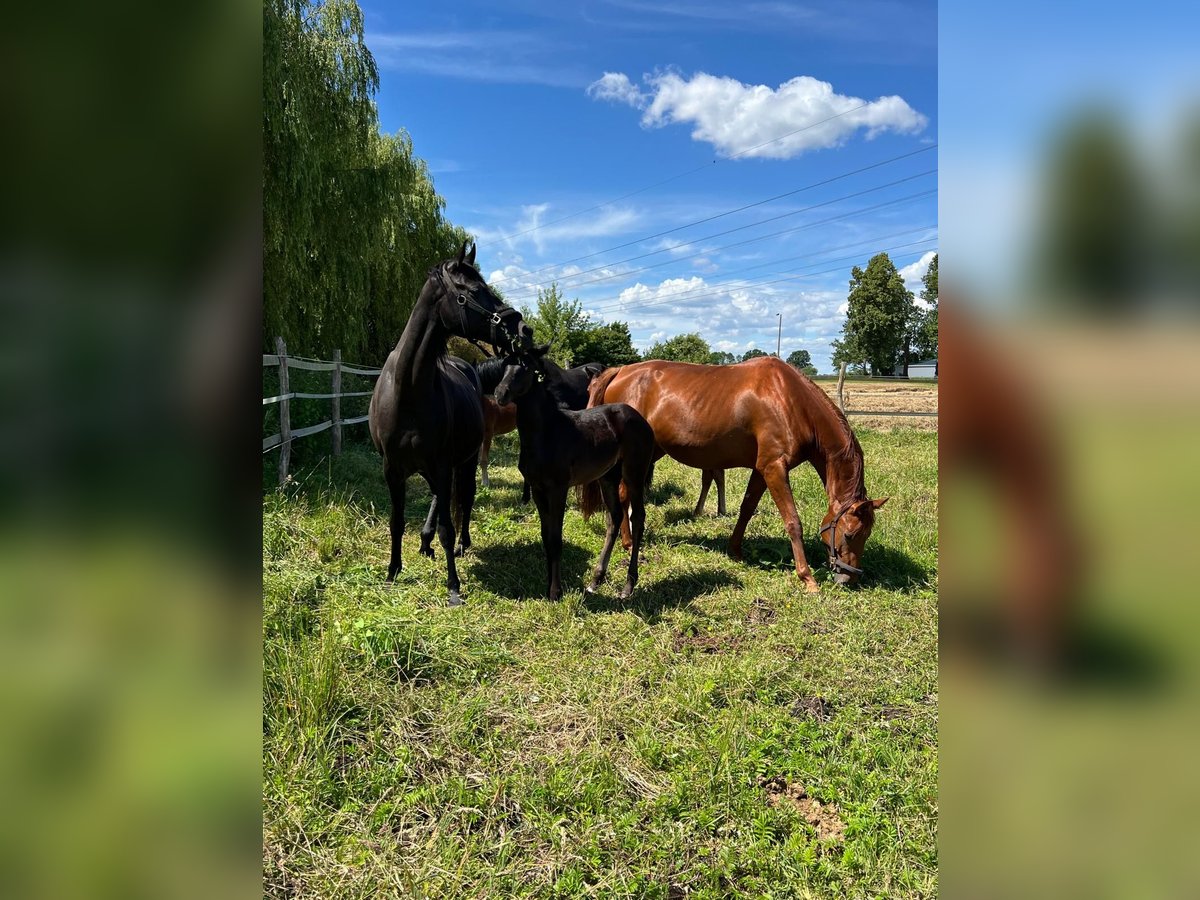 Oldenburg Mare Foal (04/2024) Bay-Dark in Ludwigsfelde