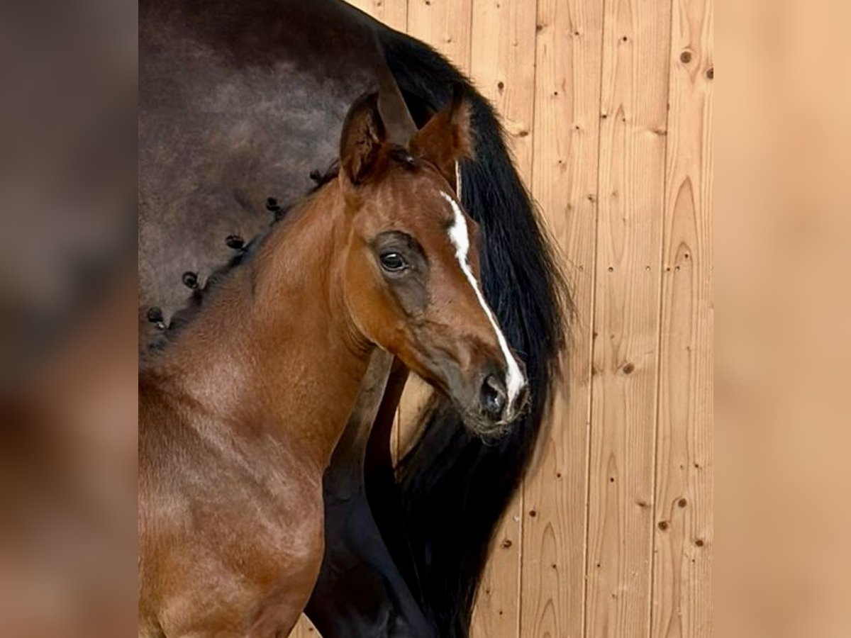 Oldenburg Mare Foal (07/2024) Bay-Dark in Melle