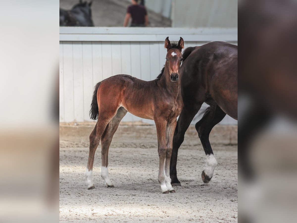 Oldenburg Mare Foal (06/2024) Bay-Dark in Wedemark