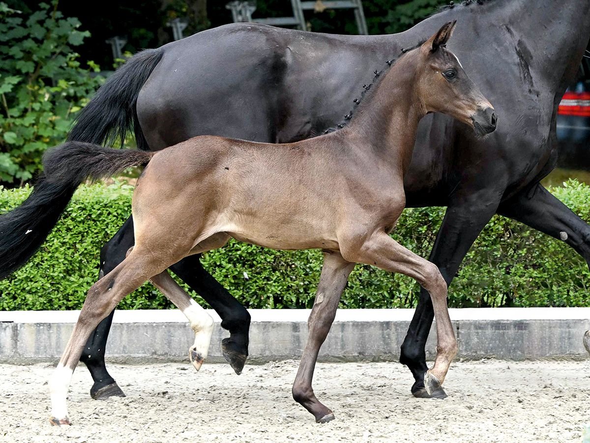 Oldenburg Mare Foal (05/2025) Black in Bad Bevensen