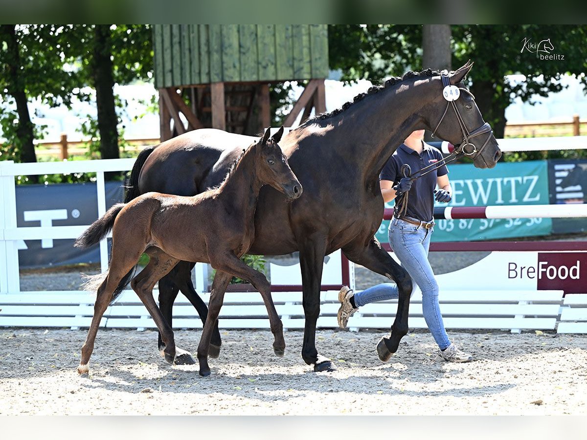 Oldenburg Mare Foal (06/2025) Black in Bad Zwischenahn