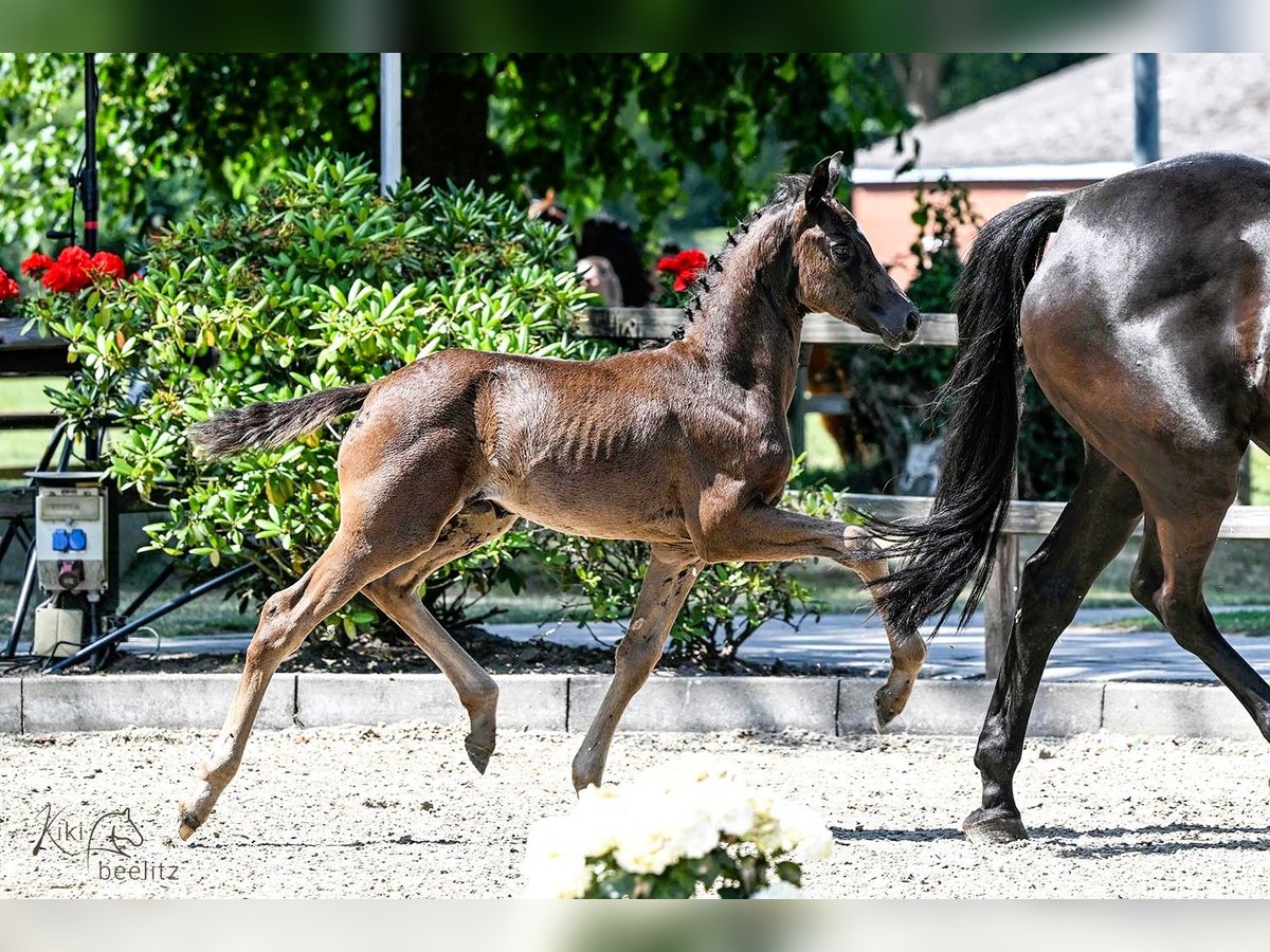 Oldenburg Mare  Black in Cloppenburg