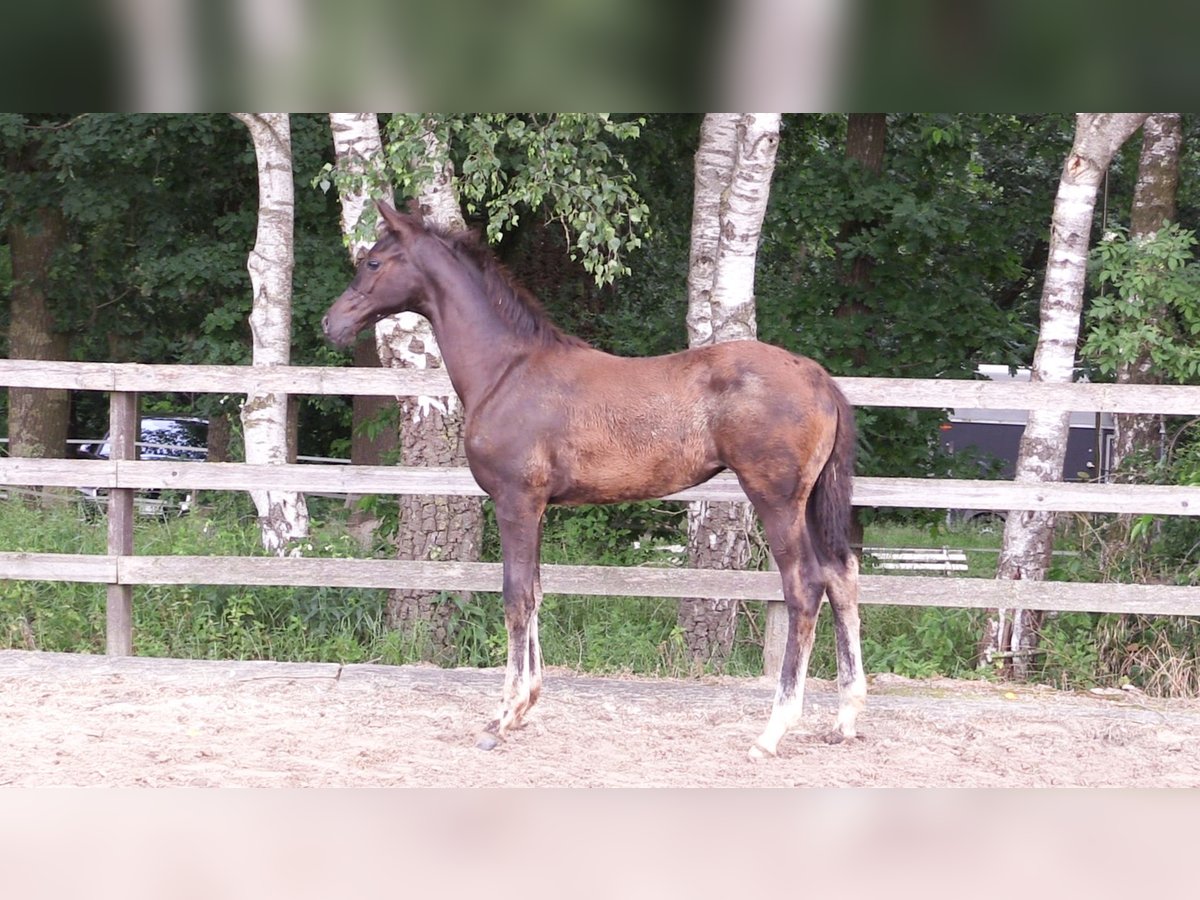 Oldenburg Mare Foal (03/2024) Black in Cloppenburg