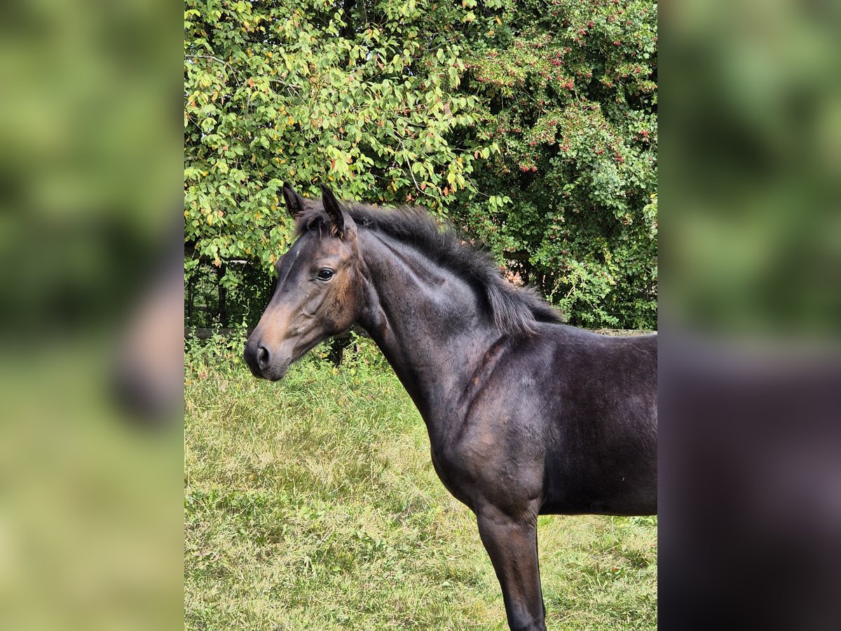 Oldenburg Mare Foal (04/2025) Black in Glasau