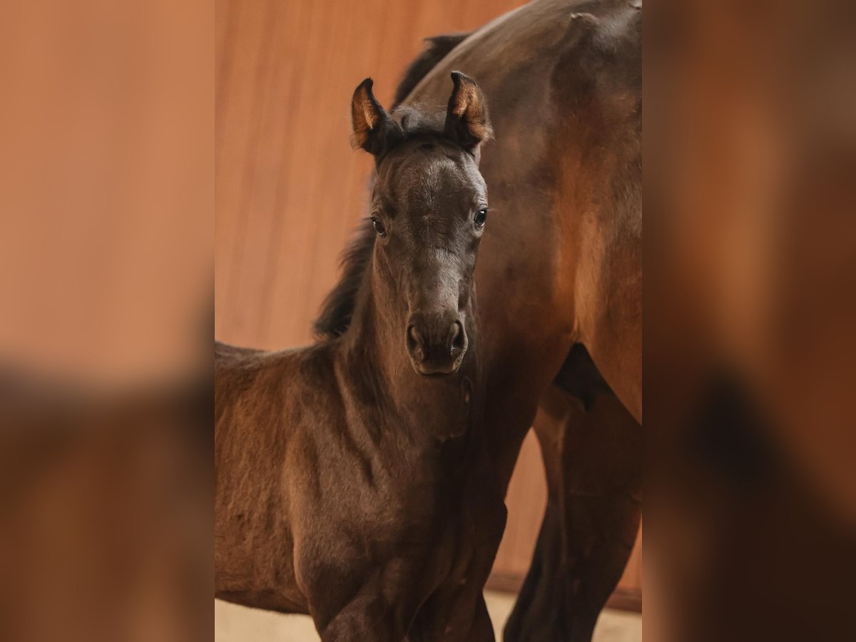 Oldenburg Mare  Black in Gro&#xDF;enkneten