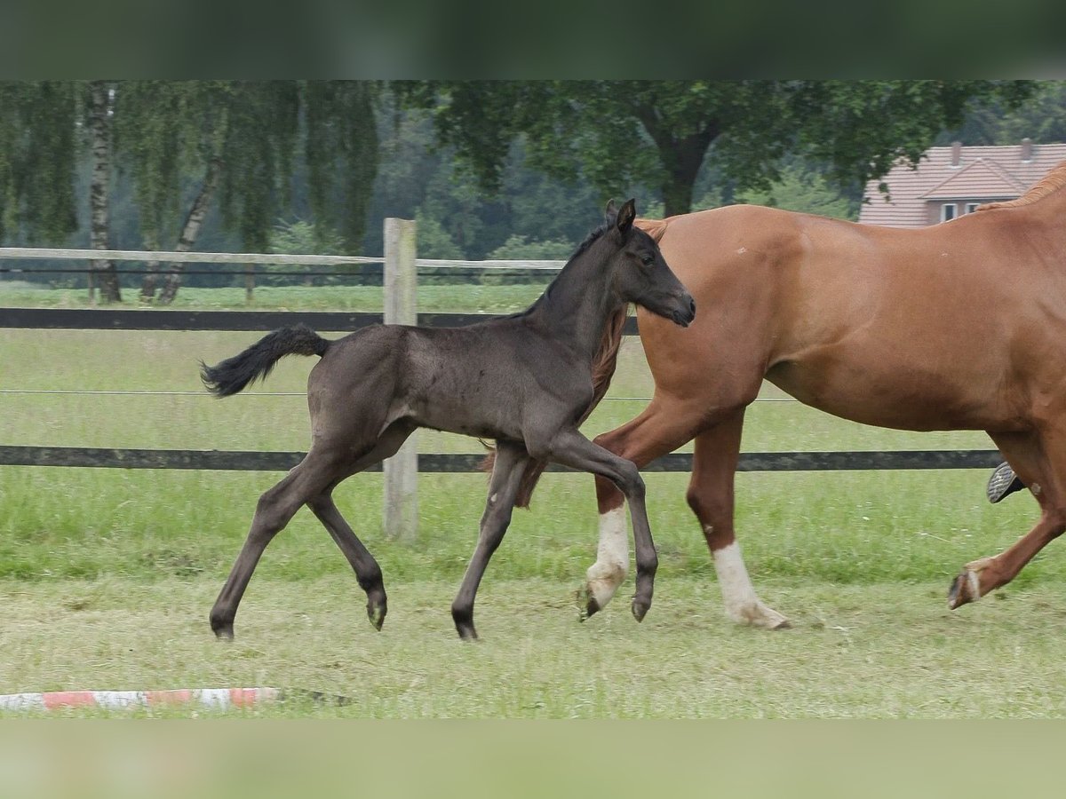 Oldenburg Mare Foal (05/2024) Black in Werlte