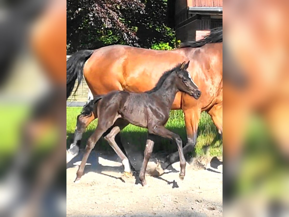 Oldenburg Mare  Black in Butjadingen