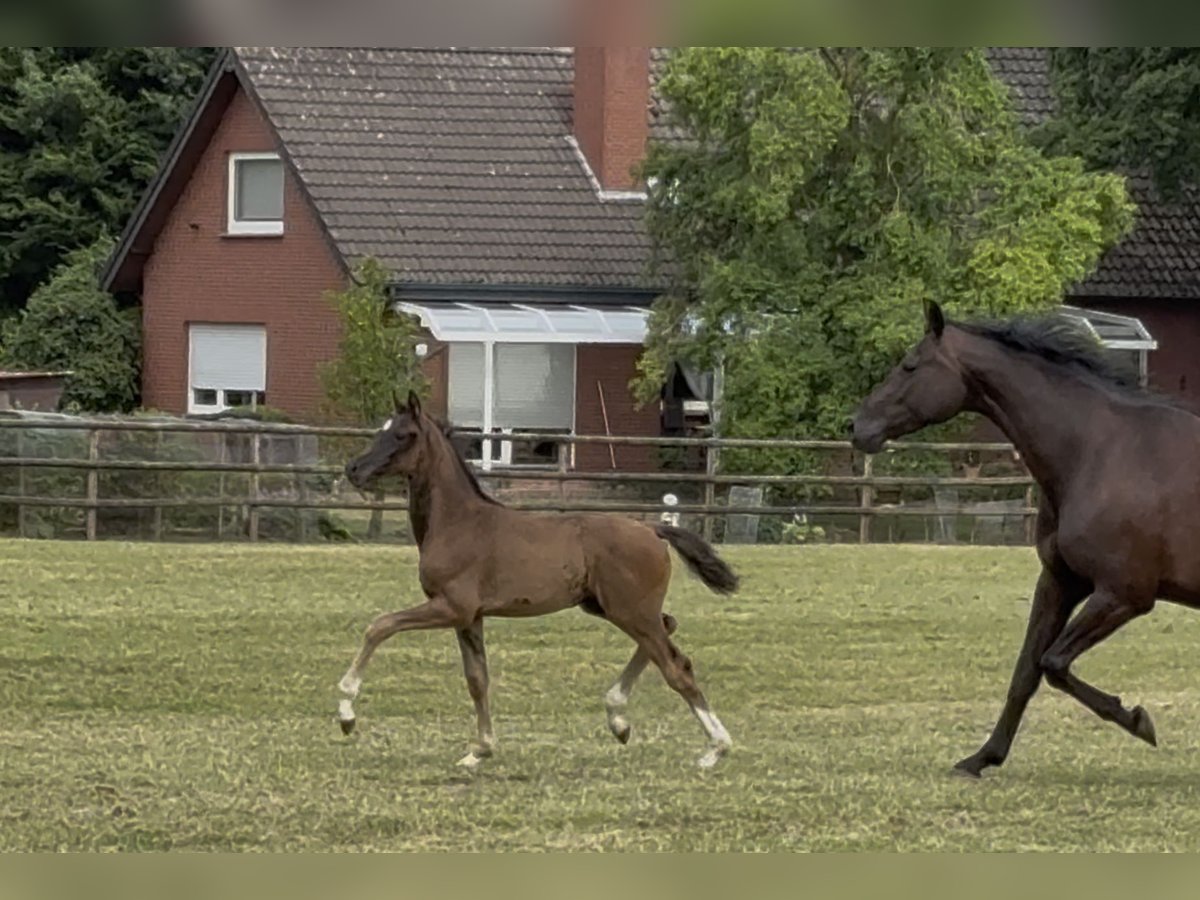 Oldenburg Mare Foal (05/2025) Black in Gescher