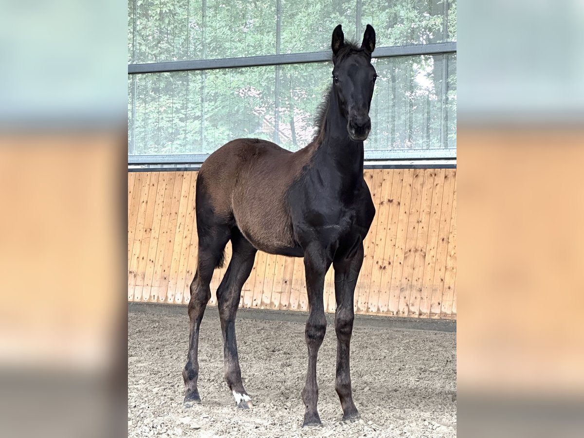 Oldenburg Mare Foal (03/2023) Black in Hohenhameln