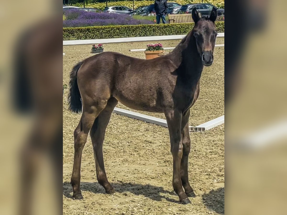 Oldenburg Mare Foal (05/2024) Black in Isernhagen