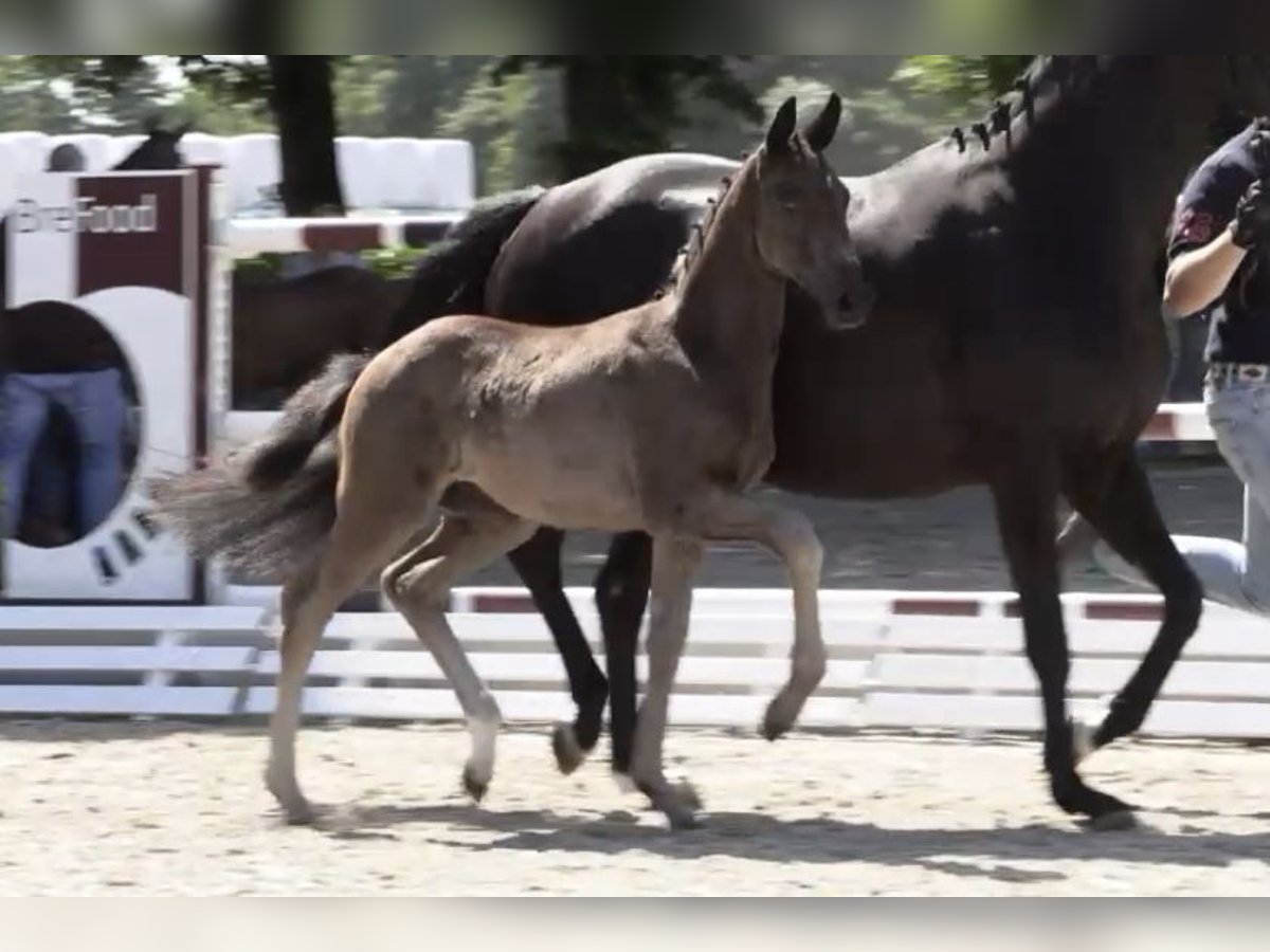 Oldenburg Mare Foal (04/2025) Black in Rennerod Oldenburg Mare Foal (04/2025) Black in Rennerod