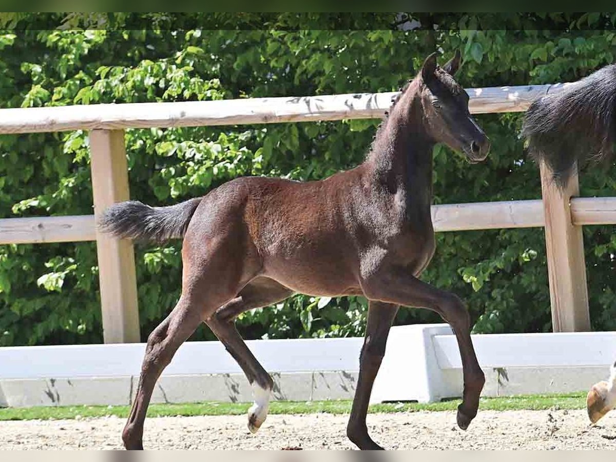 Oldenburg Mare  Black in Vechta