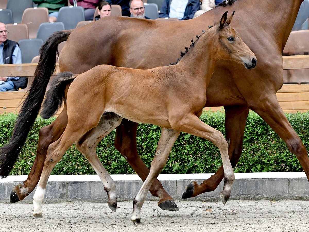 Oldenburg Mare Foal (05/2025) Brown in Bad Bevensen