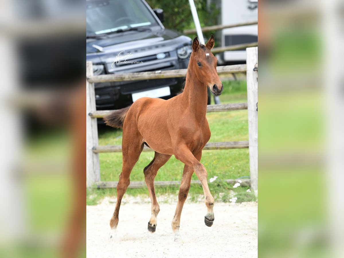 Oldenburg Mare Foal (01/2025) Brown in Helferskirchen