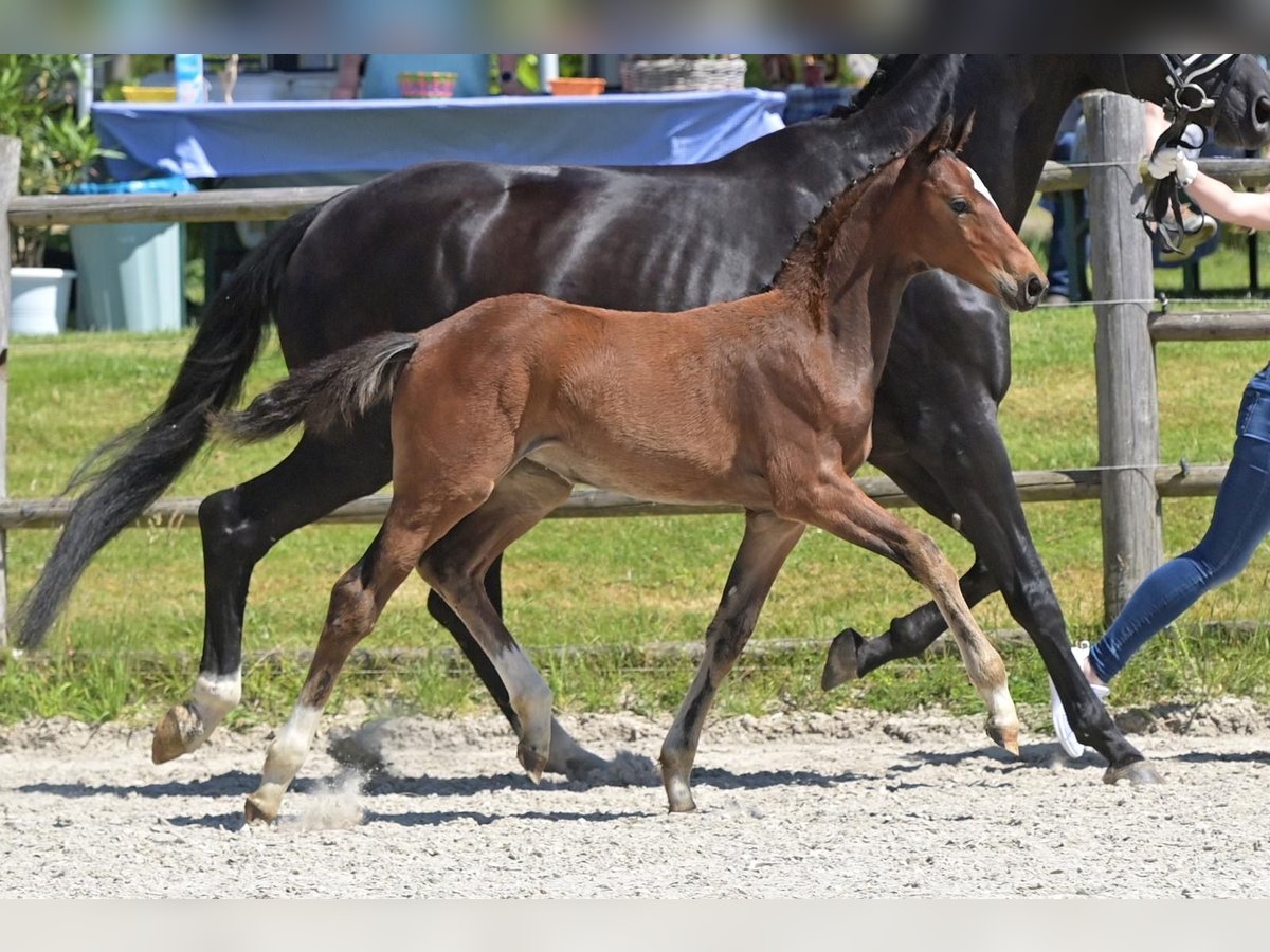 Oldenburg Mare Foal (04/2024) Brown in Helferskirchen