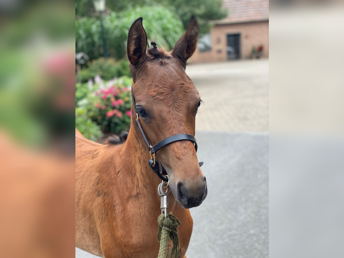 Oldenburg Mare Foal (05/2025) Brown in Ostbevern