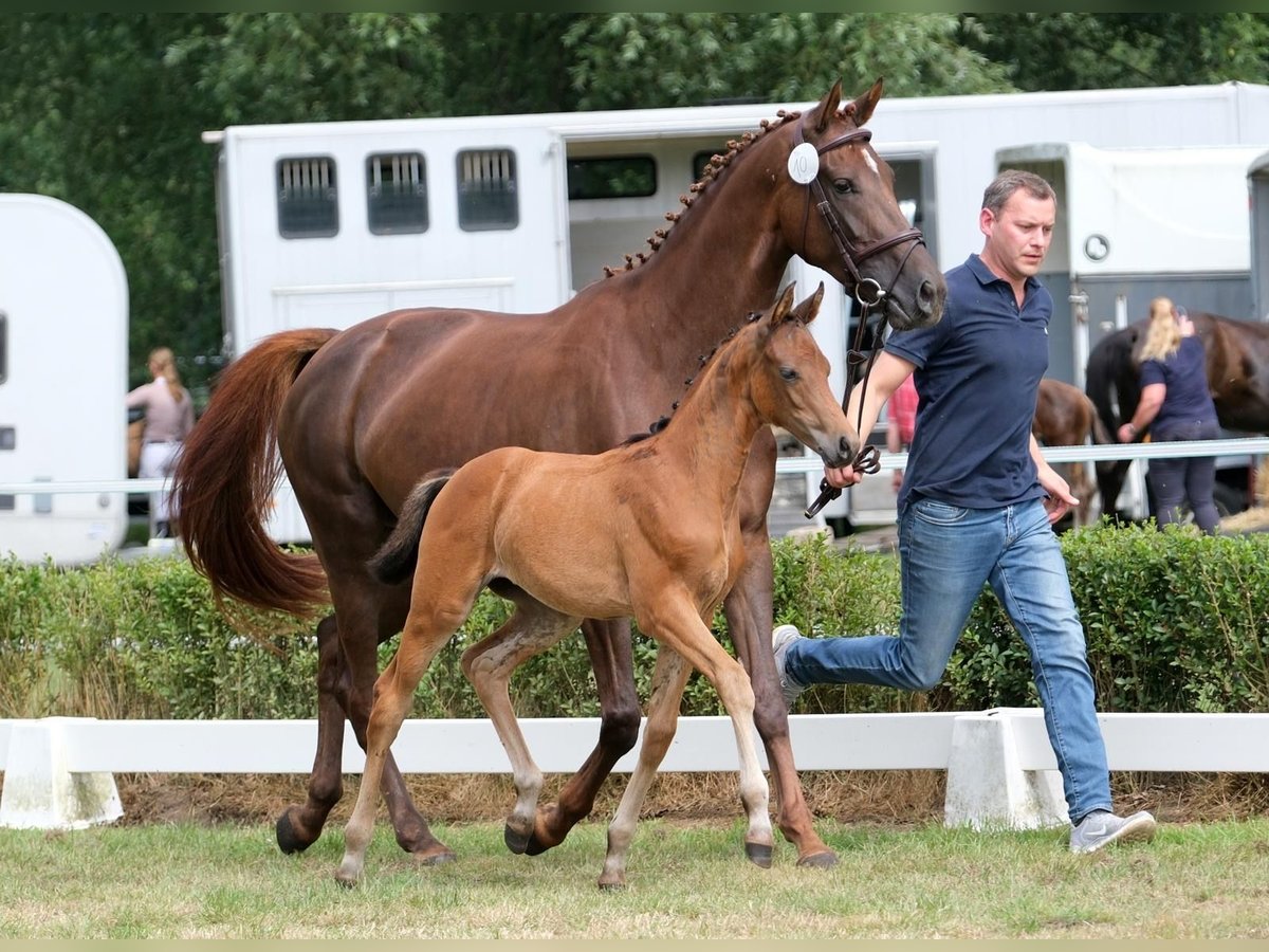 Oldenburg Mare Foal (05/2025) Brown in Ostbevern