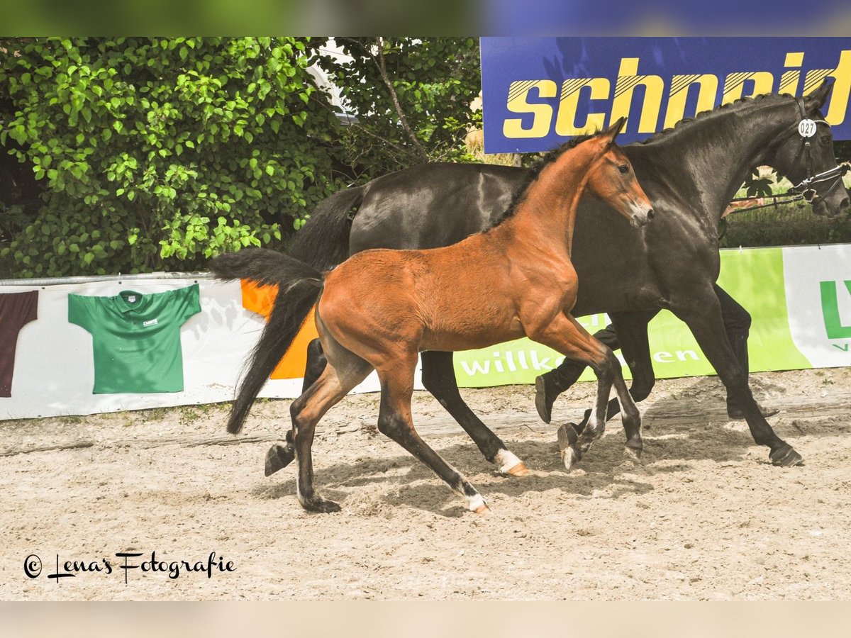 Oldenburg Mare Foal (03/2024) Brown in Besigheim